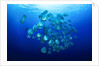 school of batfish by Anonymous