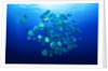 school of batfish by Anonymous