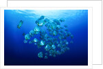 school of batfish by Anonymous