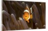 clown fish portrait in anemone by Anonymous