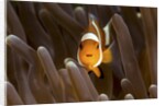 clown fish portrait in anemone by Anonymous