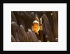 clown fish portrait in anemone by Anonymous