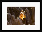 clown fish portrait in anemone by Anonymous
