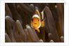 clown fish portrait in anemone by Anonymous