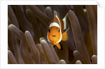 clown fish portrait in anemone by Anonymous