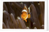 clown fish portrait in anemone by Anonymous