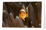 clown fish portrait in anemone by Anonymous