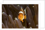 clown fish portrait in anemone by Anonymous