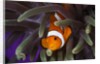 clown fish and blue anemonie by Anonymous