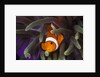 clown fish and blue anemonie by Anonymous
