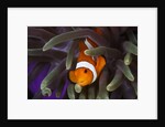 clown fish and blue anemonie by Anonymous