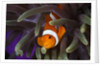 clown fish and blue anemonie by Anonymous