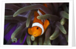 clown fish and blue anemonie by Anonymous