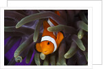 clown fish and blue anemonie by Anonymous