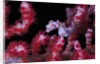 pigmee seahorse by Anonymous