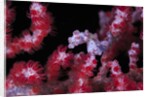 pigmee seahorse by Anonymous