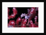 pigmee seahorse by Anonymous