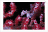 pigmee seahorse by Anonymous