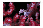 pigmee seahorse by Anonymous