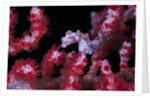 pigmee seahorse by Anonymous