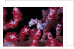 pigmee seahorse by Anonymous