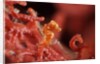 raja ampat pigmee seahorse by Anonymous