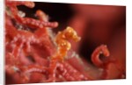 raja ampat pigmee seahorse by Anonymous