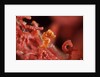 raja ampat pigmee seahorse by Anonymous