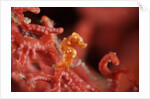 raja ampat pigmee seahorse by Anonymous