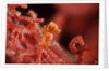 raja ampat pigmee seahorse by Anonymous