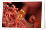 raja ampat pigmee seahorse by Anonymous
