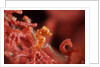 raja ampat pigmee seahorse by Anonymous
