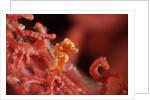 raja ampat pigmee seahorse by Anonymous