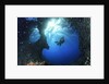 scuba diver swimming through an arch by Anonymous