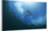 sea snake diving down by Anonymous
