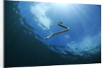 sea snake diving down by Anonymous