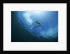 sea snake diving down by Anonymous
