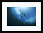 sea snake diving down by Anonymous