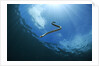 sea snake diving down by Anonymous