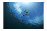 sea snake diving down by Anonymous
