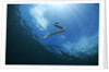 sea snake diving down by Anonymous