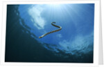 sea snake diving down by Anonymous