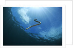 sea snake diving down by Anonymous