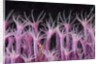 soft coral polyp and a shrimp by Anonymous