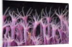 soft coral polyp and a shrimp by Anonymous