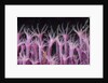 soft coral polyp and a shrimp by Anonymous