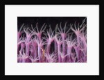 soft coral polyp and a shrimp by Anonymous
