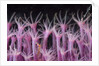 soft coral polyp and a shrimp by Anonymous