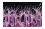 soft coral polyp and a shrimp by Anonymous
