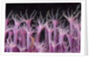 soft coral polyp and a shrimp by Anonymous